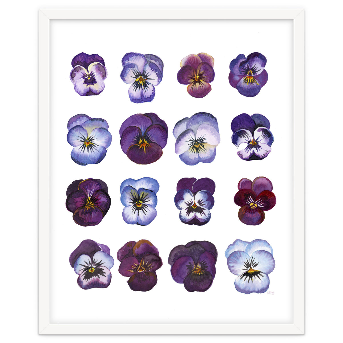 A Watercolour Study Of Violas