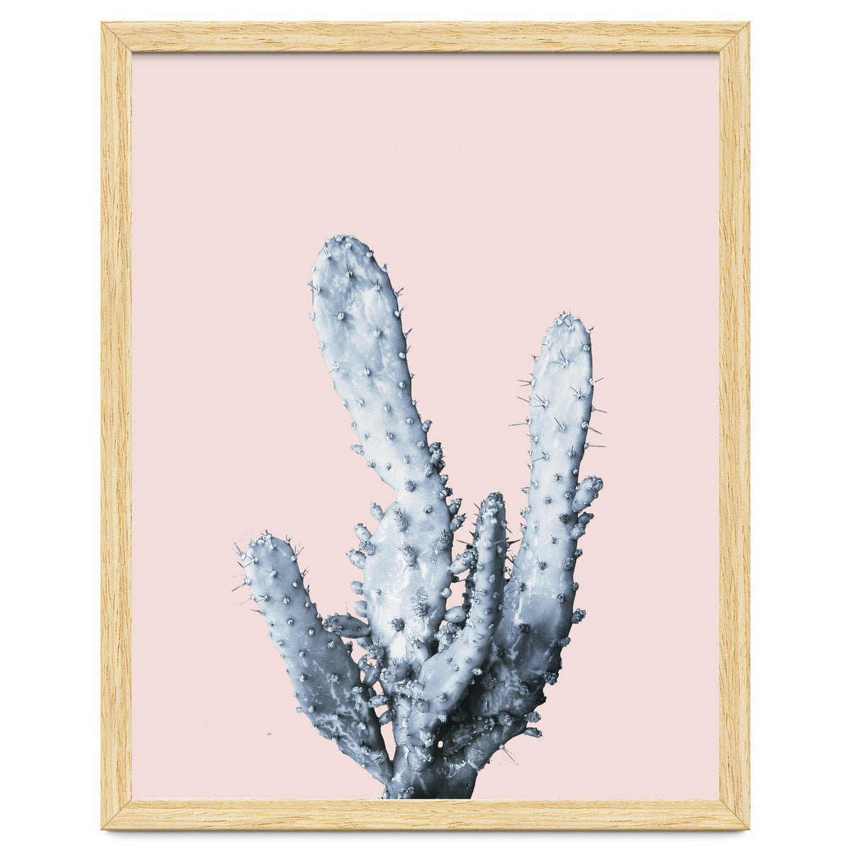 Cactus collection BL-I