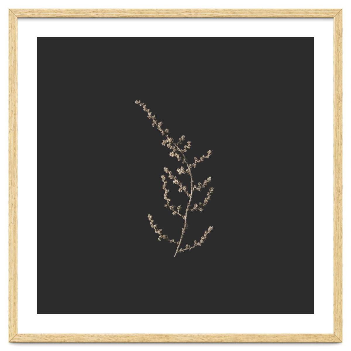 Delicate Golden Fynbos Botanicals on Black - Square