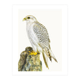 Cc Bird 03 (Print Only) thumbnail