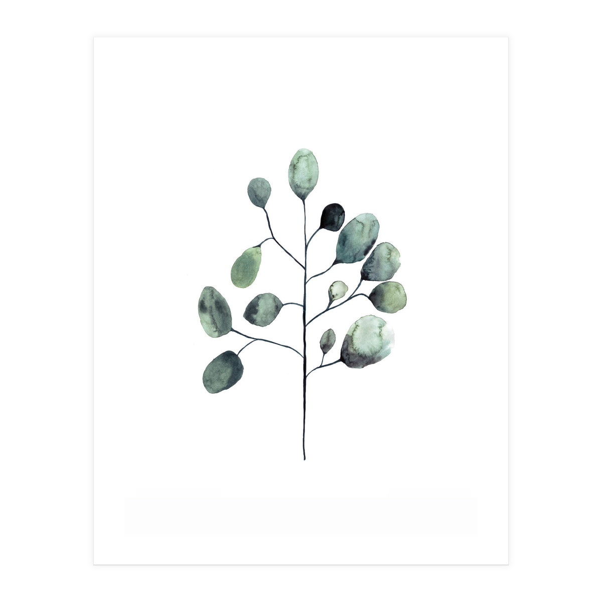 Botanical Illustration Eukalyptus (Print Only)