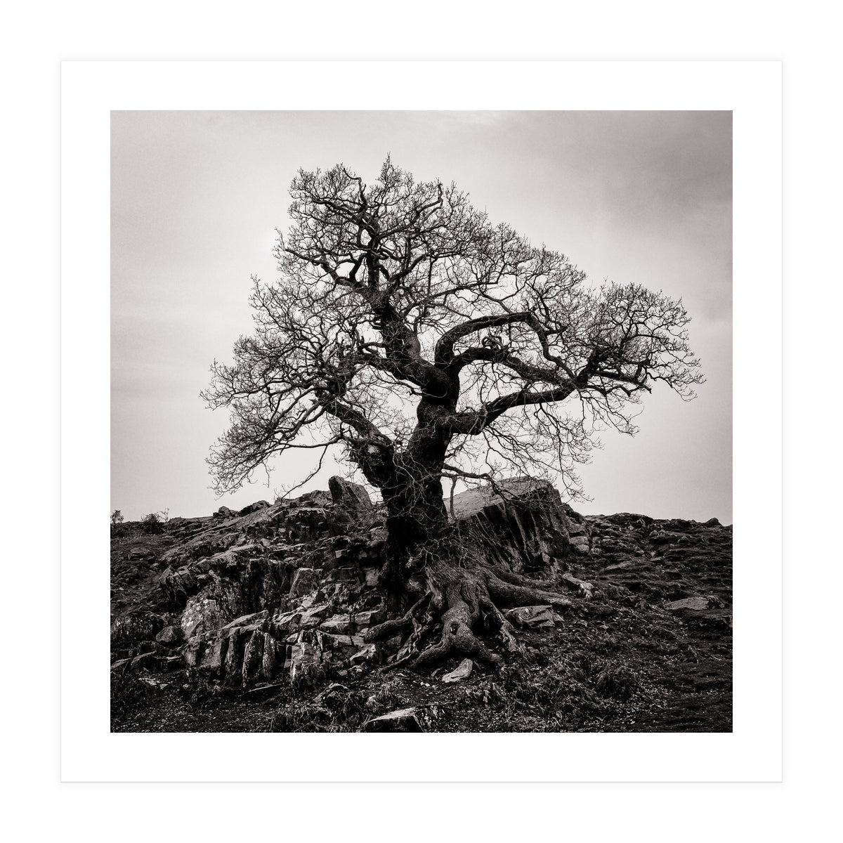 Gnarled Tree (Print Only)