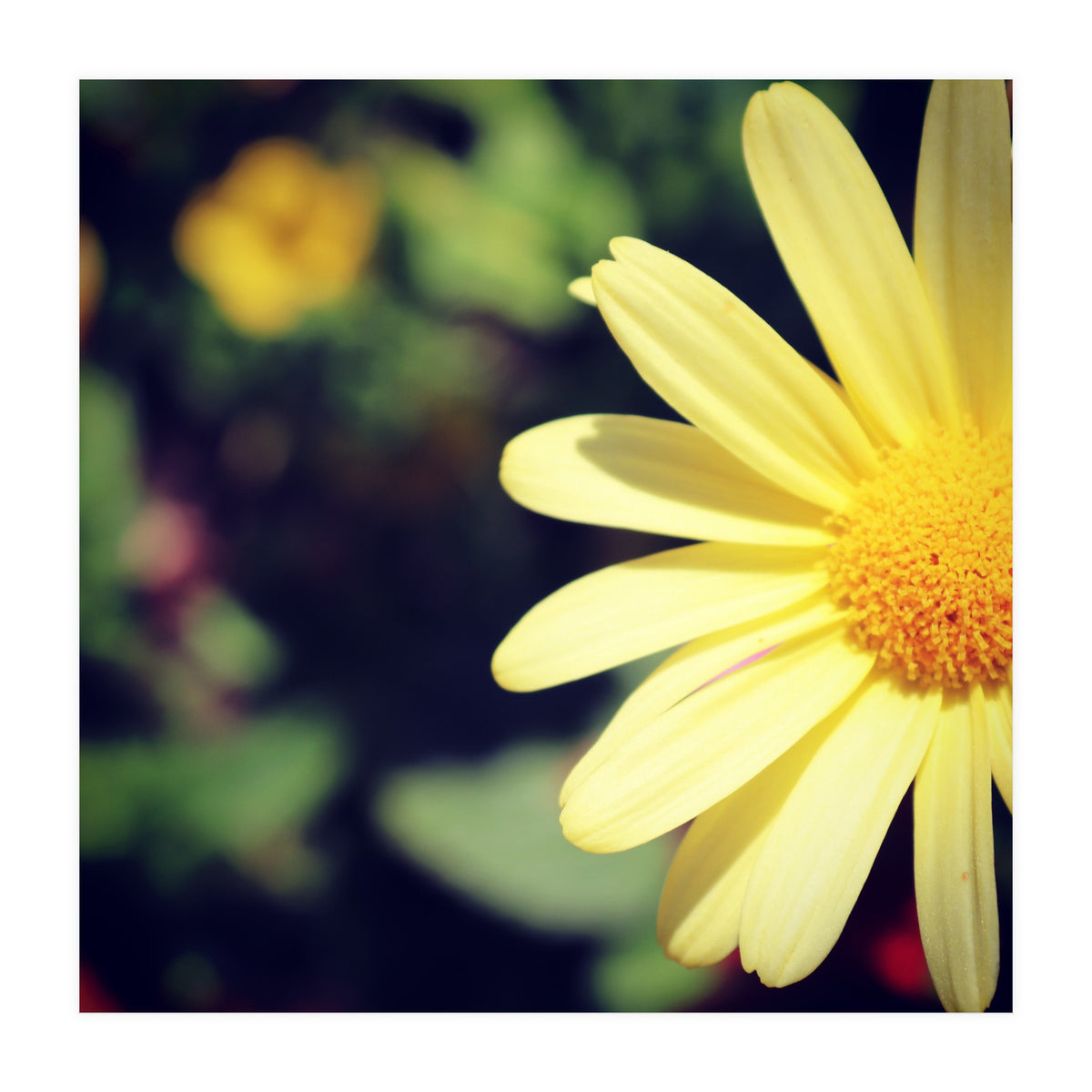 Summer flora (Print Only)