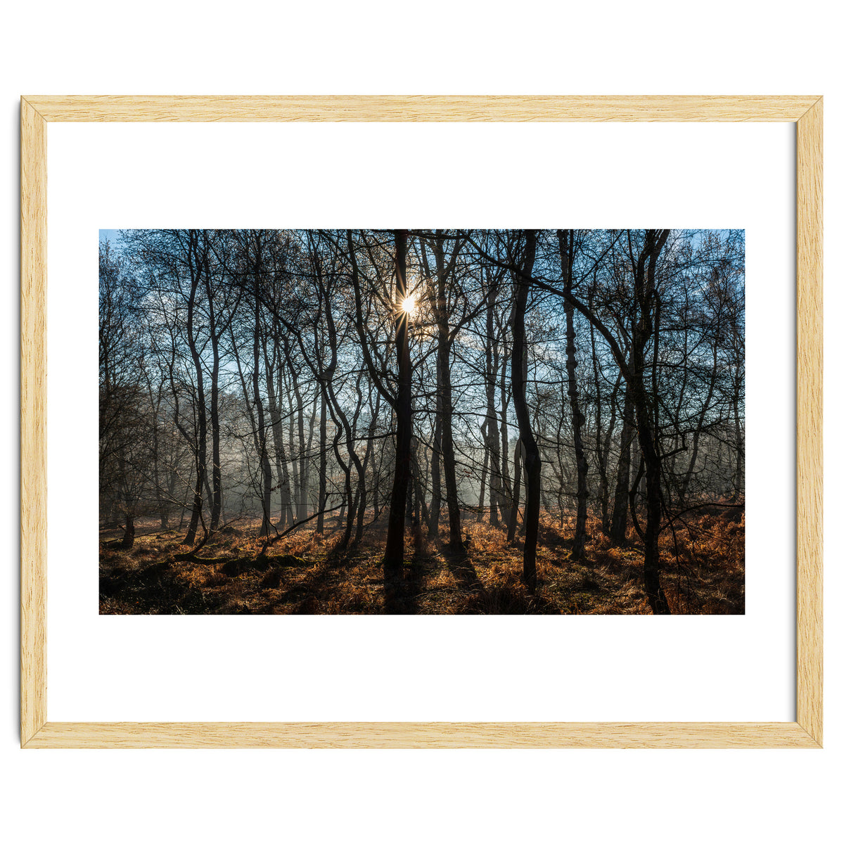 A Special Morning in Heath Warren Woods - Hampshire