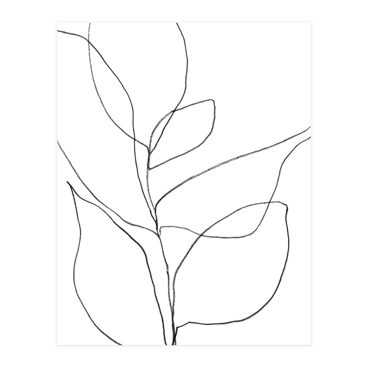 Plant Line Drawing (Print Only)