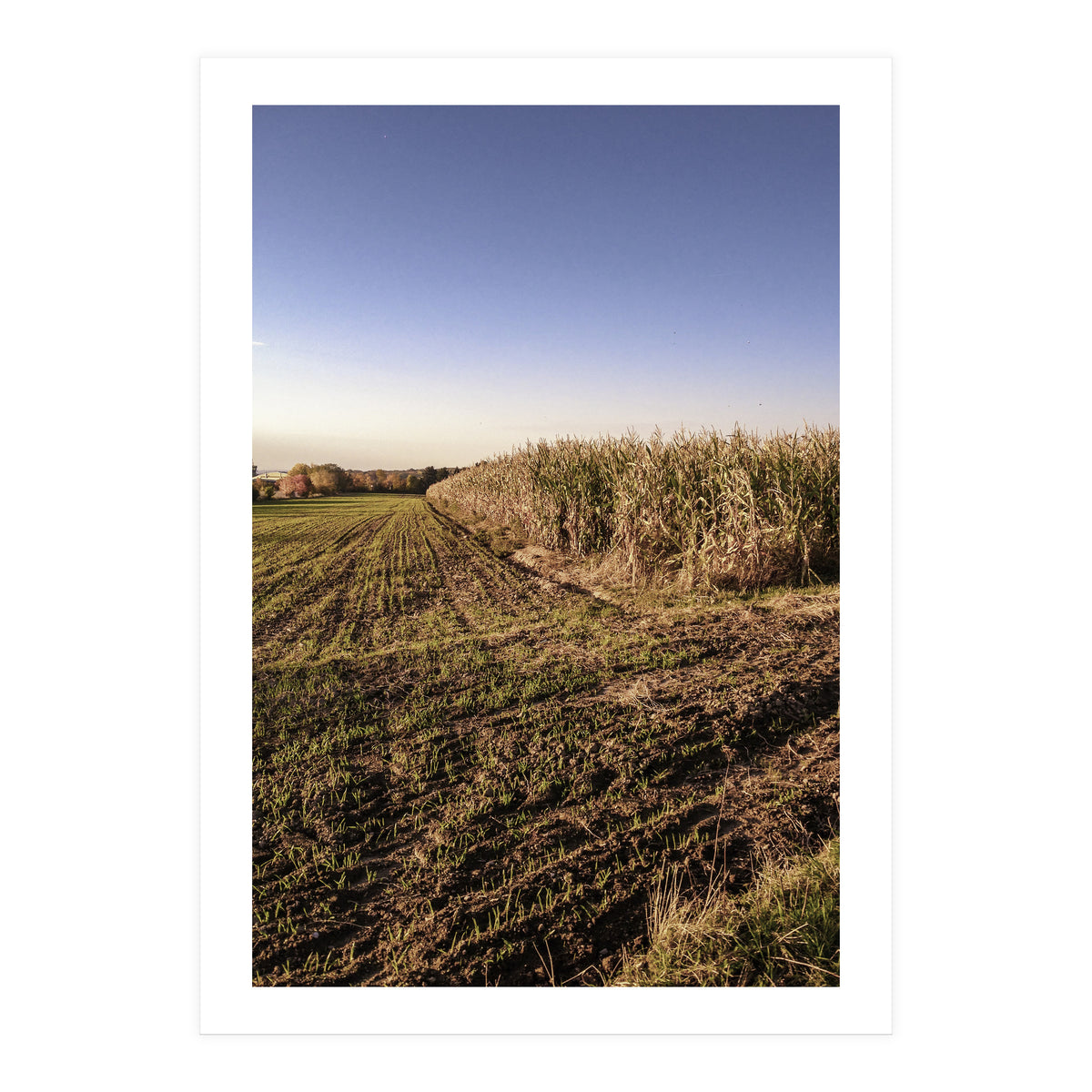 Bucolism 3 (Print Only)