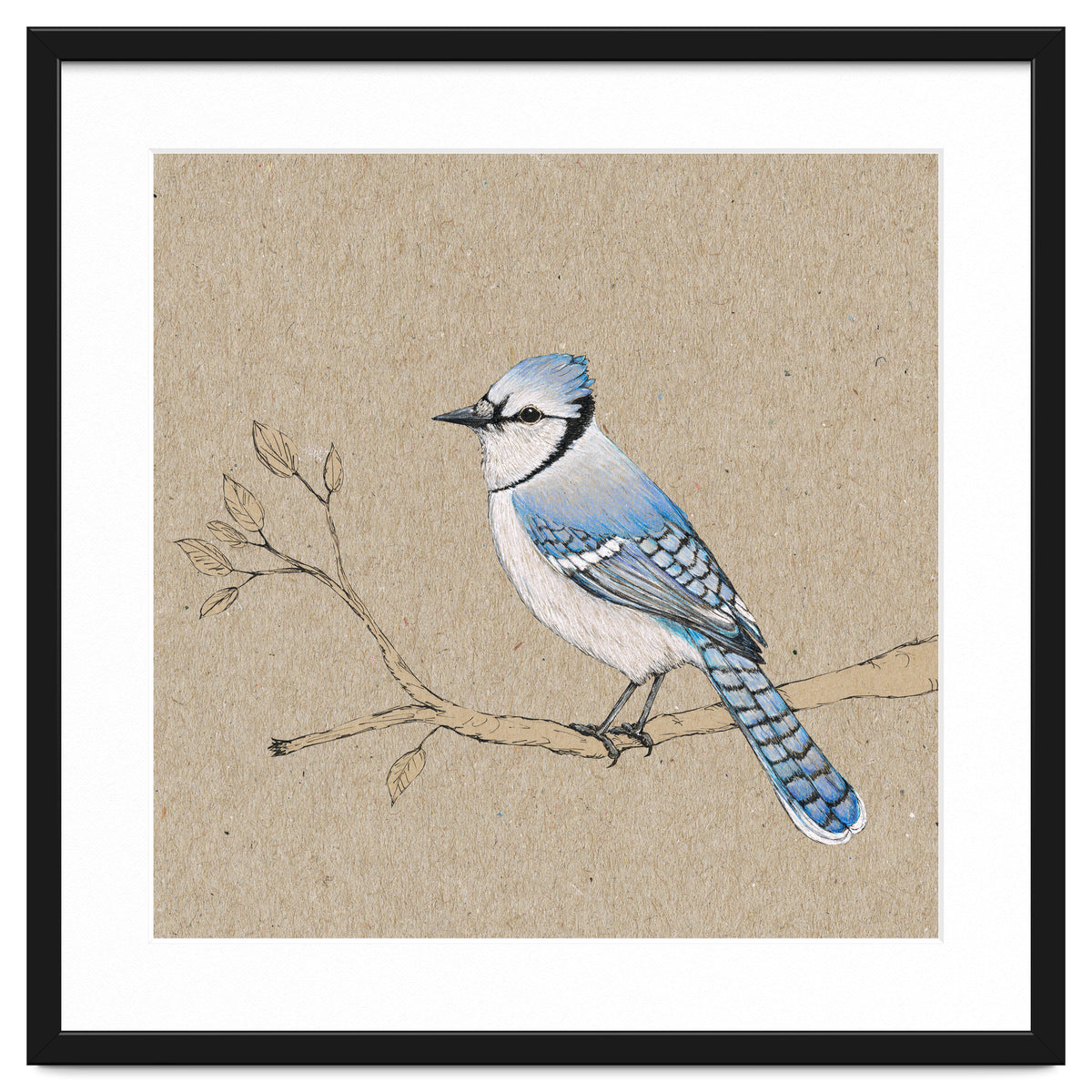 Blue jay