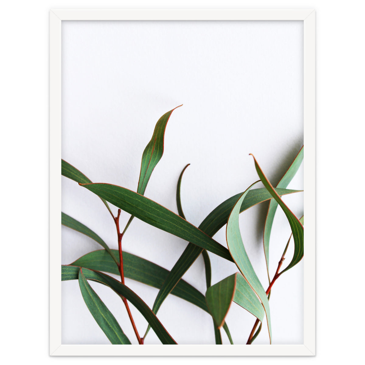 Green Eucalyptus leaves