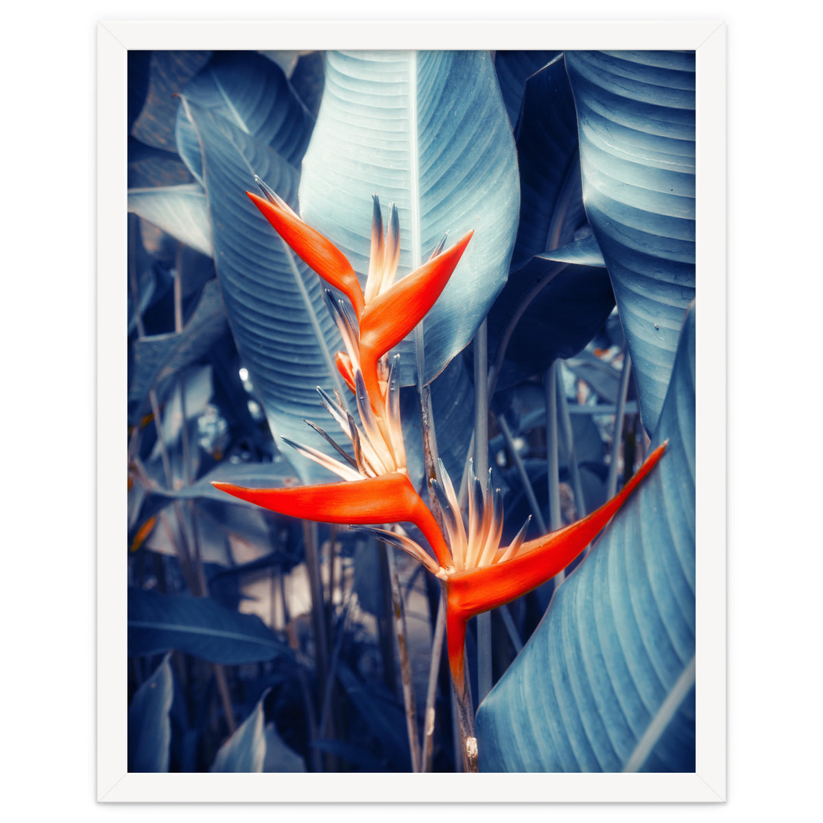 Parakeet Tropical Flower