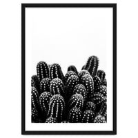 cactus nature X