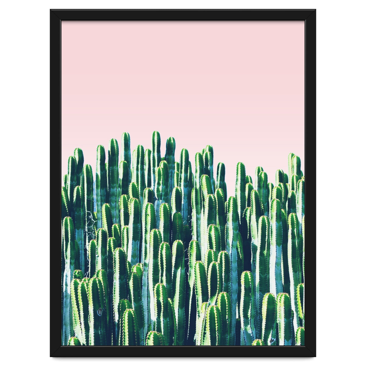 Cactus & Sunset II