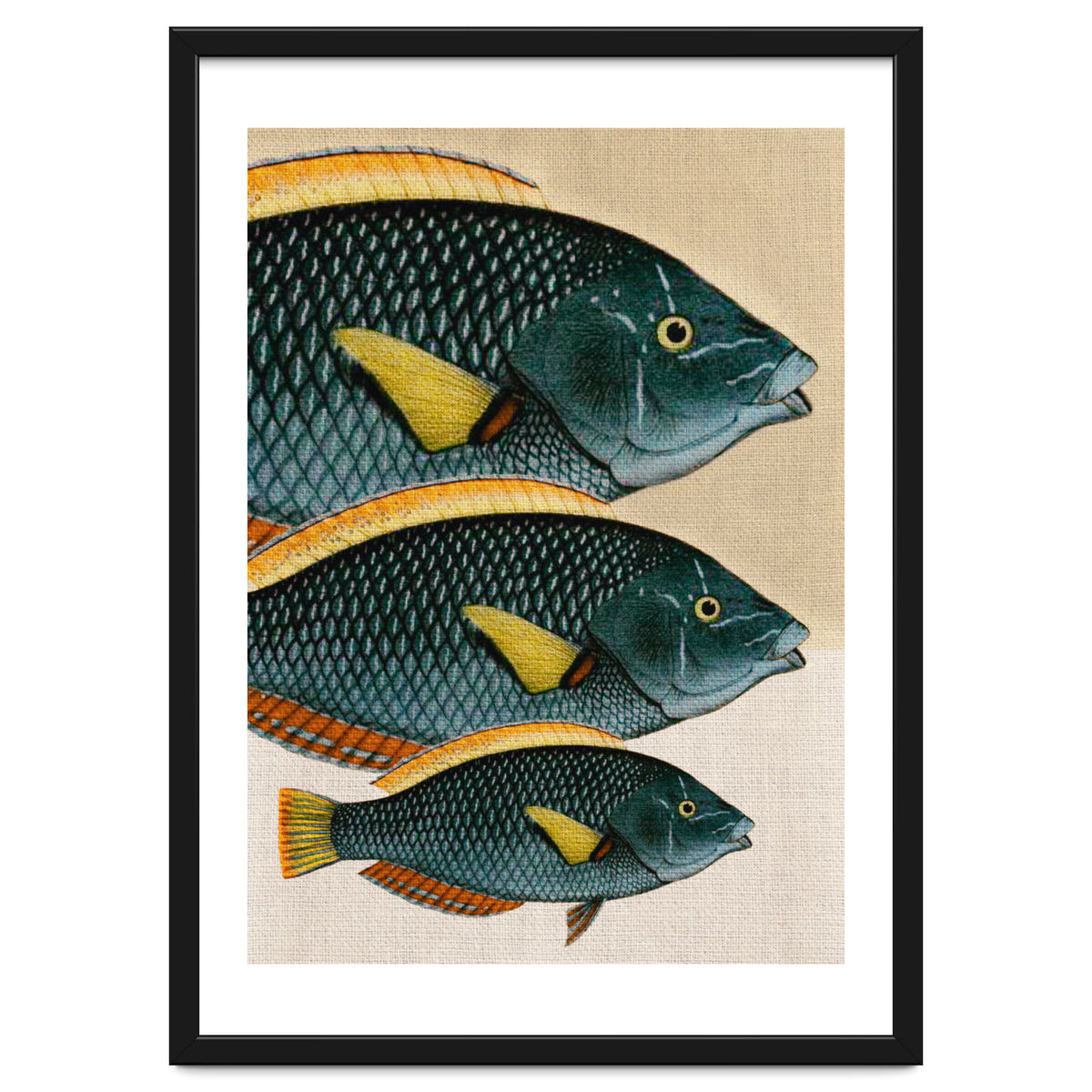 Fish Classic Designs 10