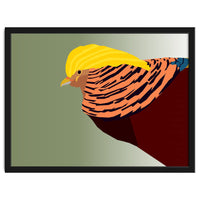 Golden Pheasant Bird Art