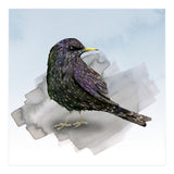 A watercolor drawing of a starling (Print Only) thumbnail