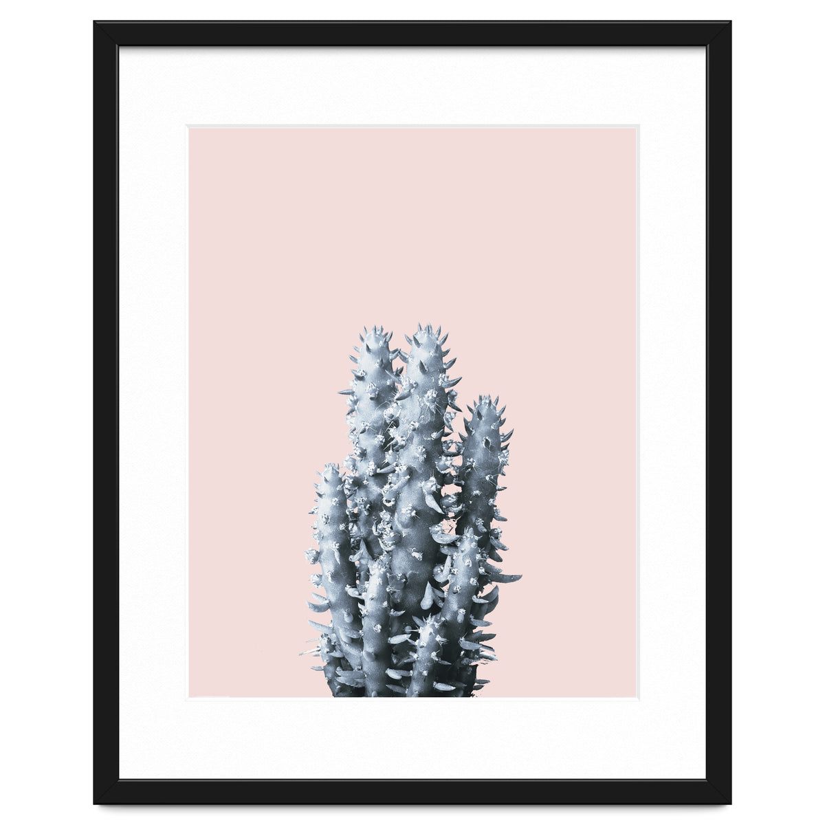 Cactus collection BL-III