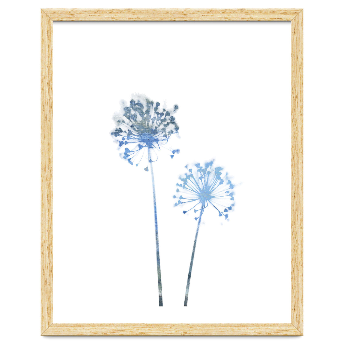 Blue Dandelion