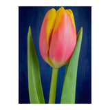 Tulip (Print Only) thumbnail