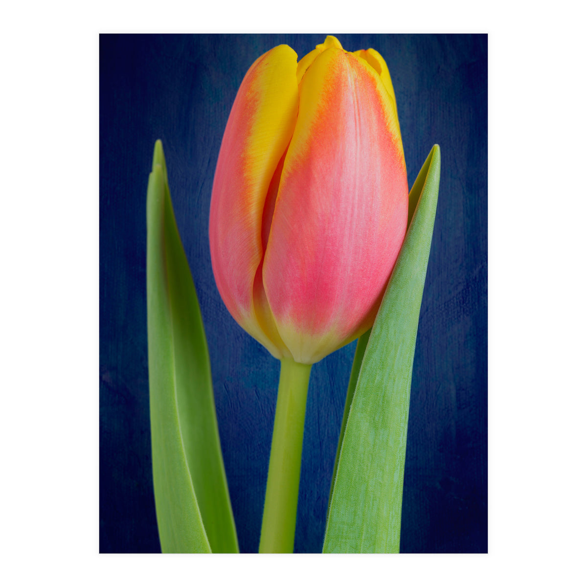Tulip (Print Only)