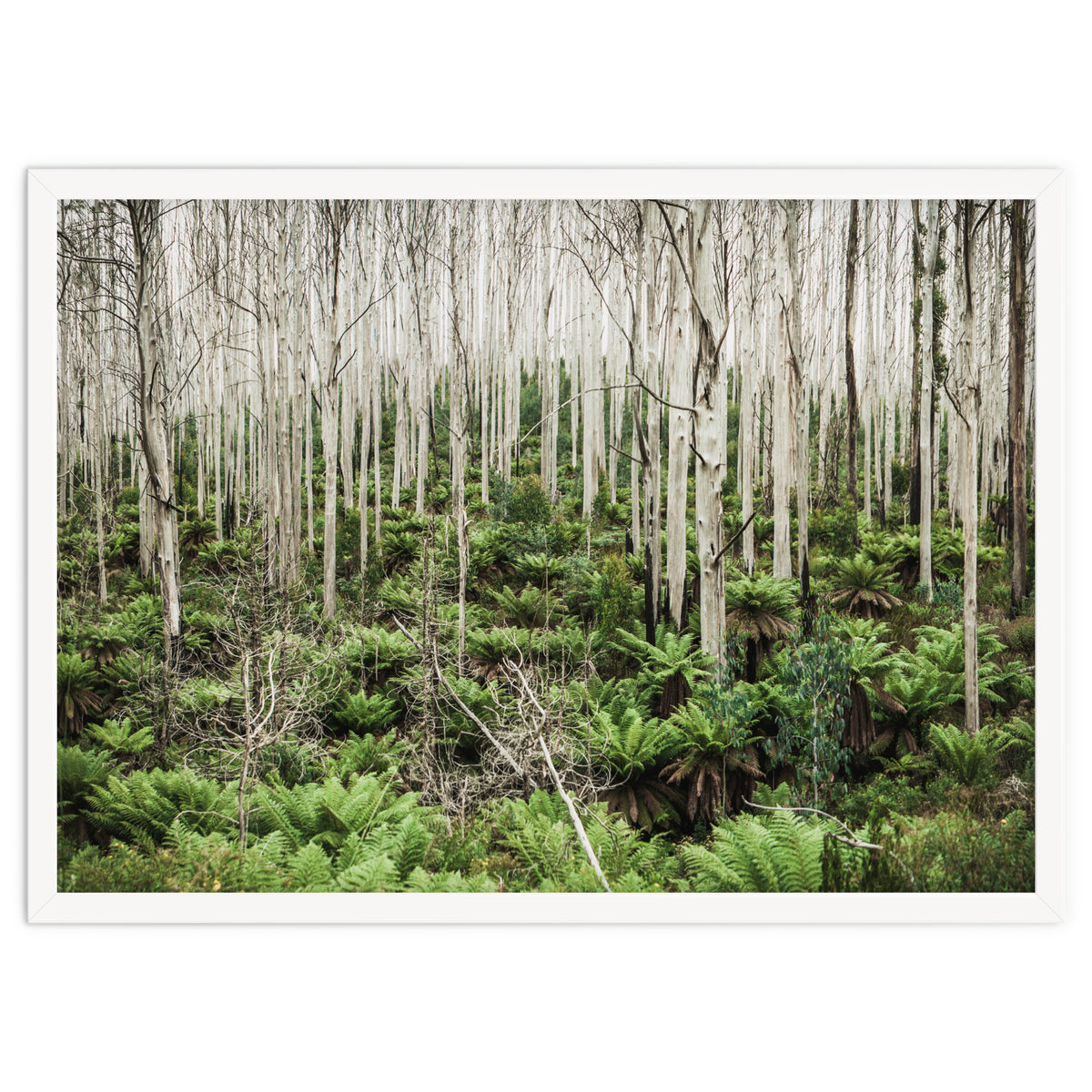 Forest After The Fire