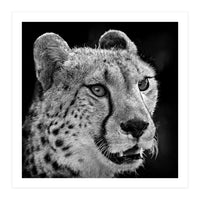 Cheetah (Print Only)