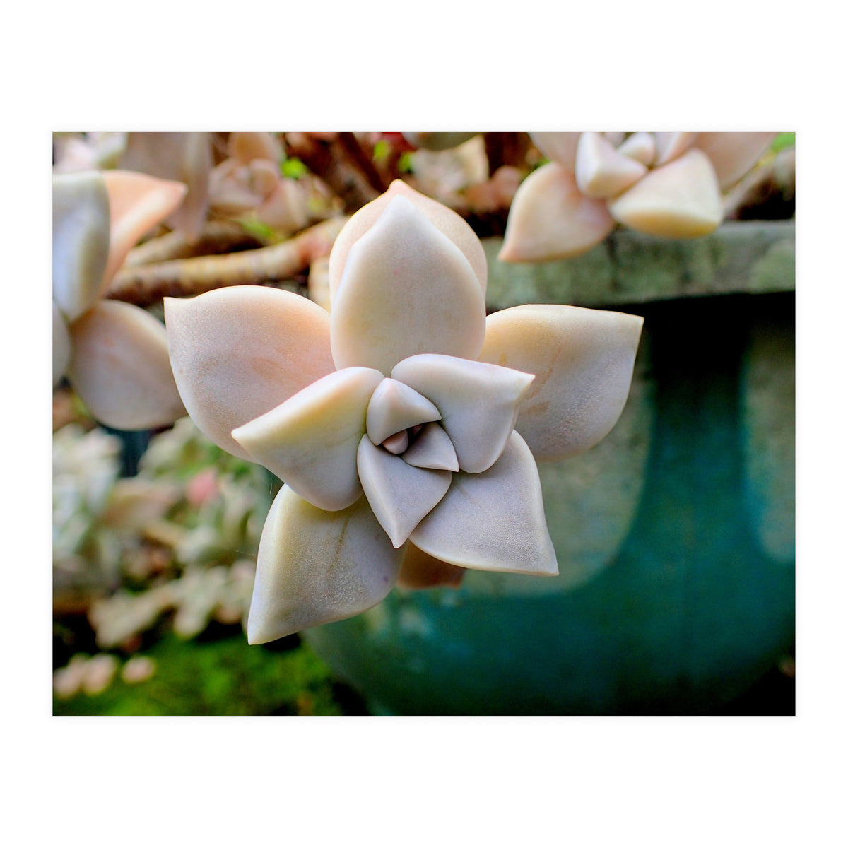 Succulent Love (Print Only)