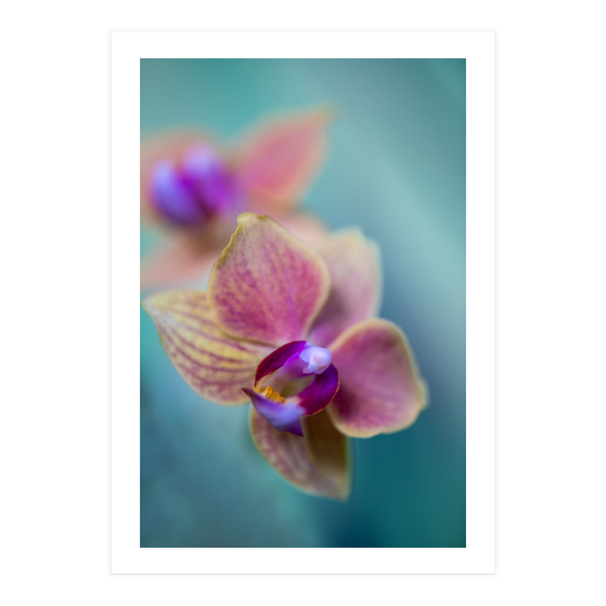 Orchidee (Print Only)