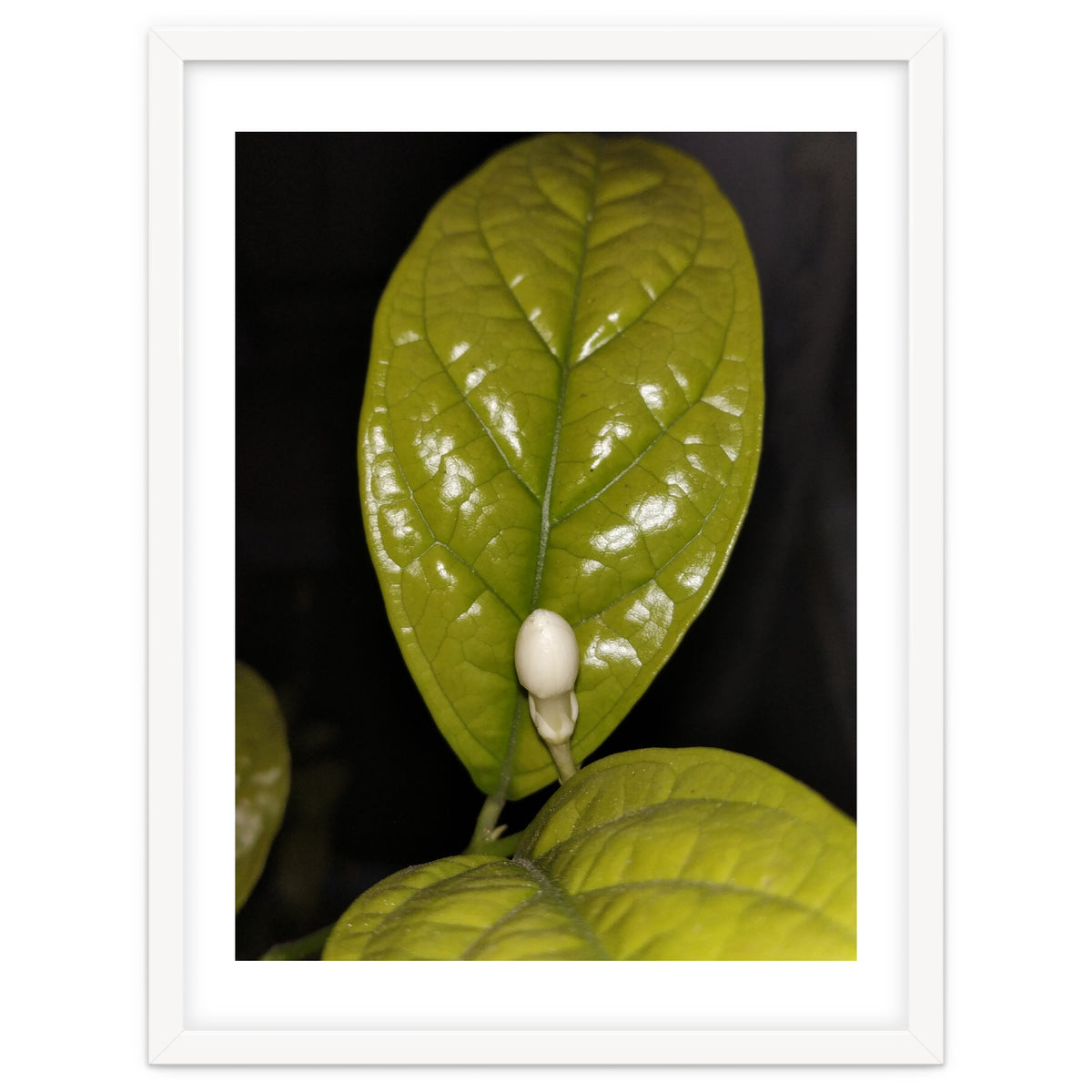 Jasmine Flower Fragrance