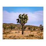 Joshua Tree (Print Only) thumbnail