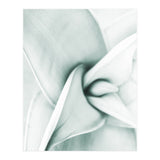 Agave (Print Only) thumbnail