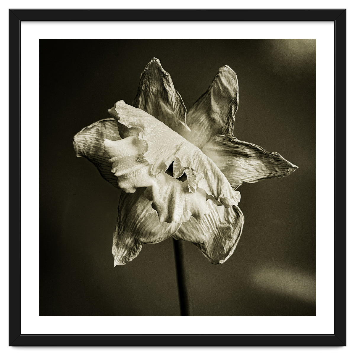Wilting daffodil