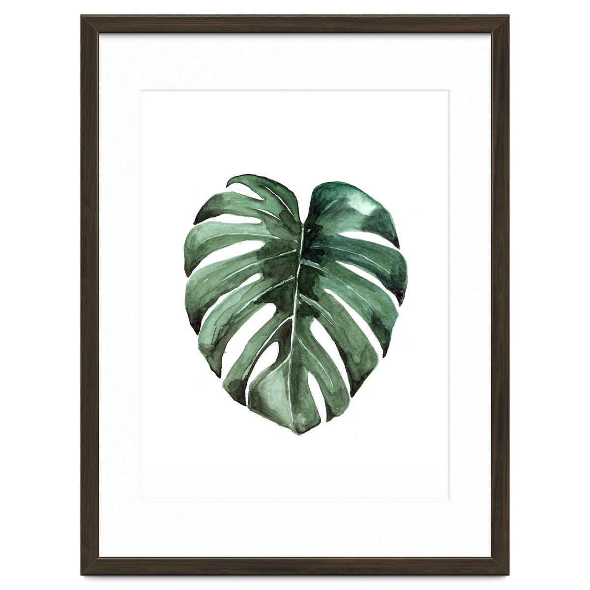 Botanical Illustration Monstera Deliciosa