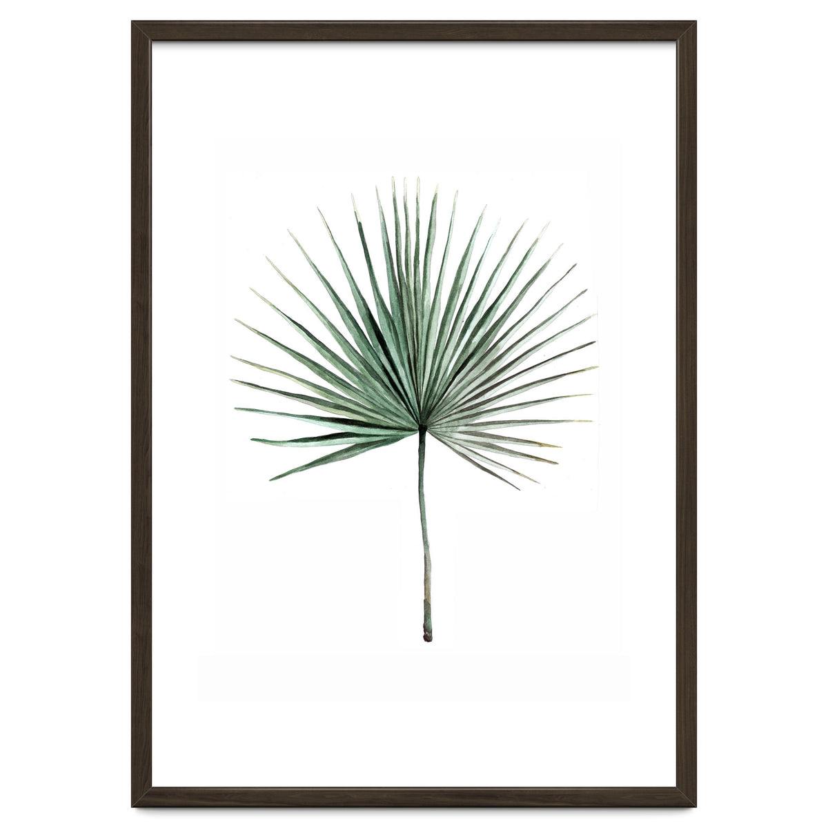 Botanical Illustration Fanpalm