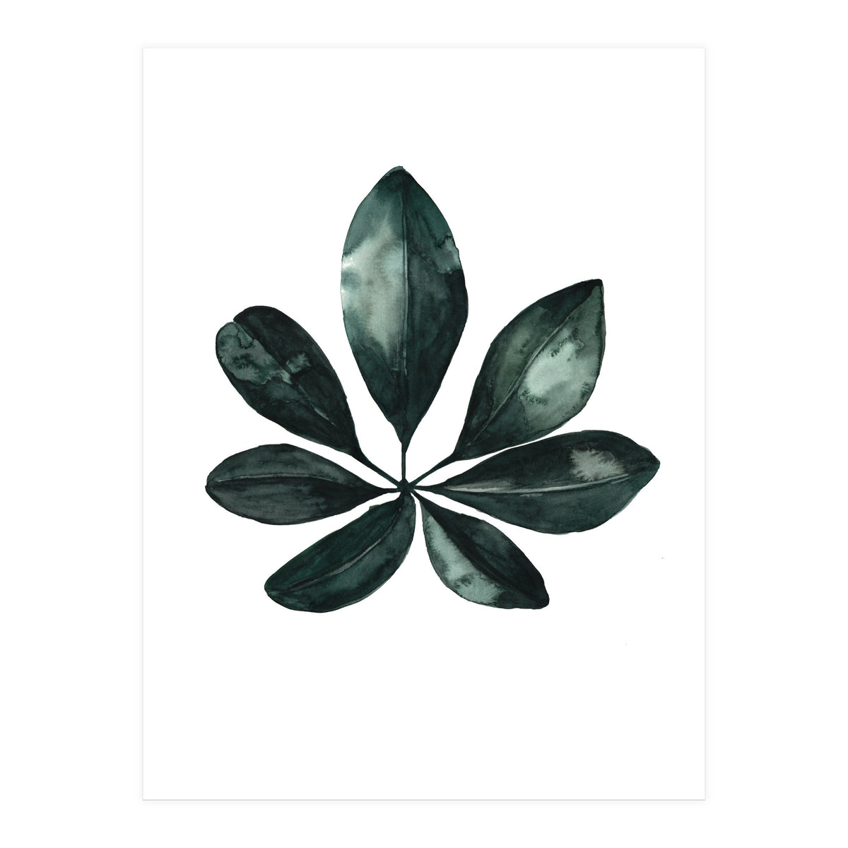 Botanical Illustration Arboricola Schefflera (Print Only)