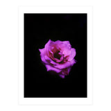 PINK ROSE IN DARK SPACE (Print Only) thumbnail