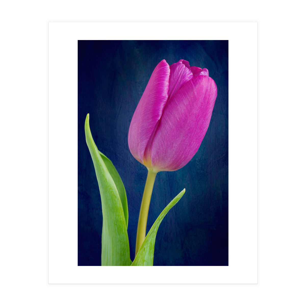 Tulip (Print Only)