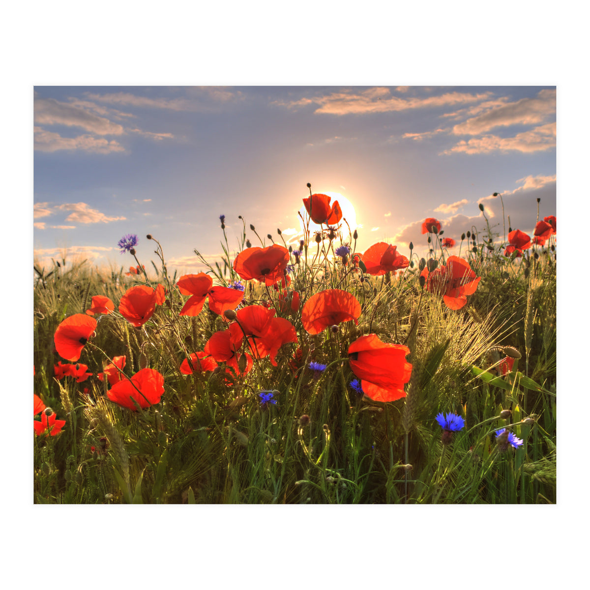 Poppies Light (Print Only)