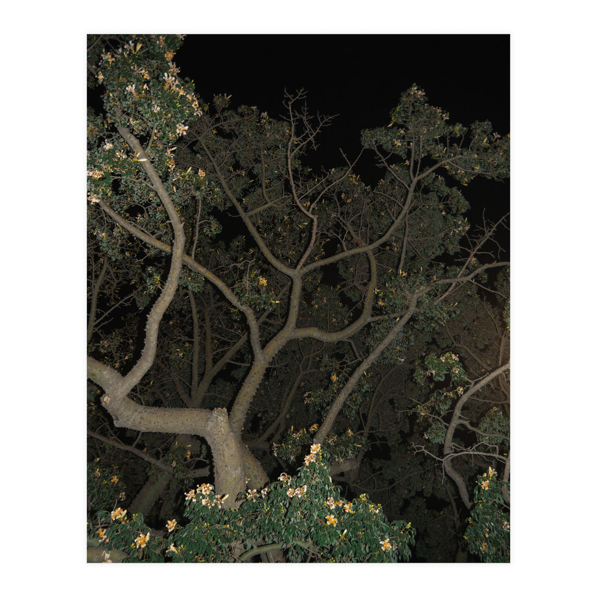 Night in Malaga (Print Only)