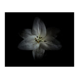 Backyard Flowers No 28 Color Version (Print Only) thumbnail