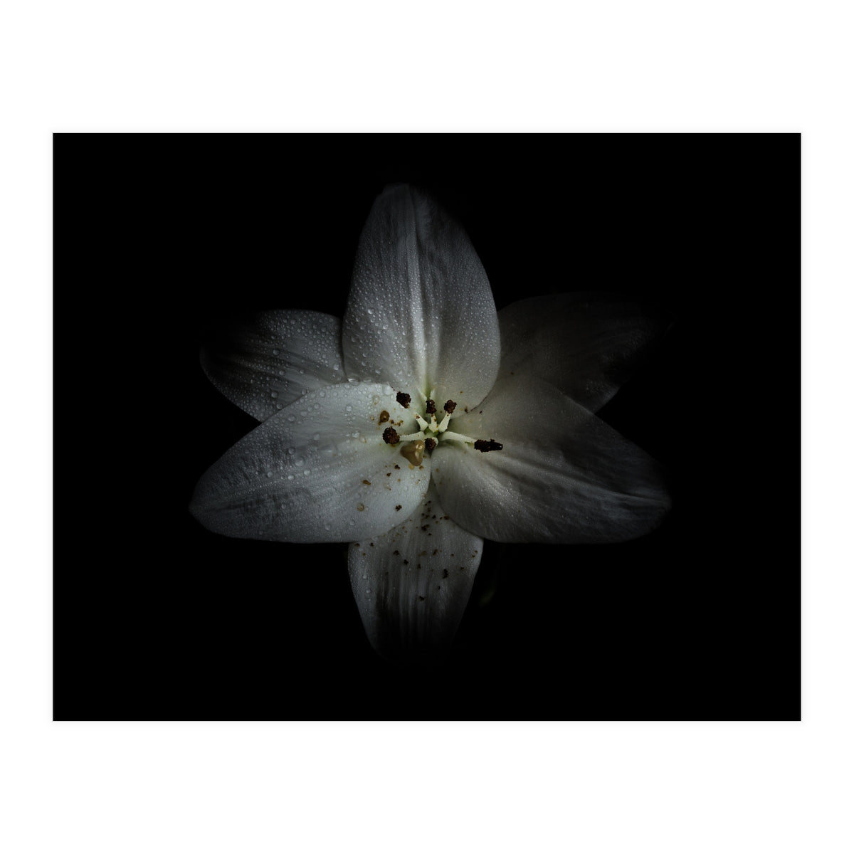 Backyard Flowers No 28 Color Version (Print Only)