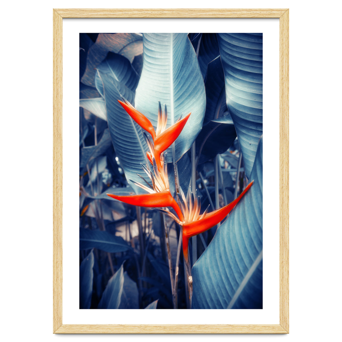 Parakeet Tropical Flower