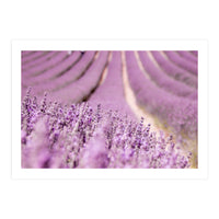 Lavender Happiness (Print Only)
