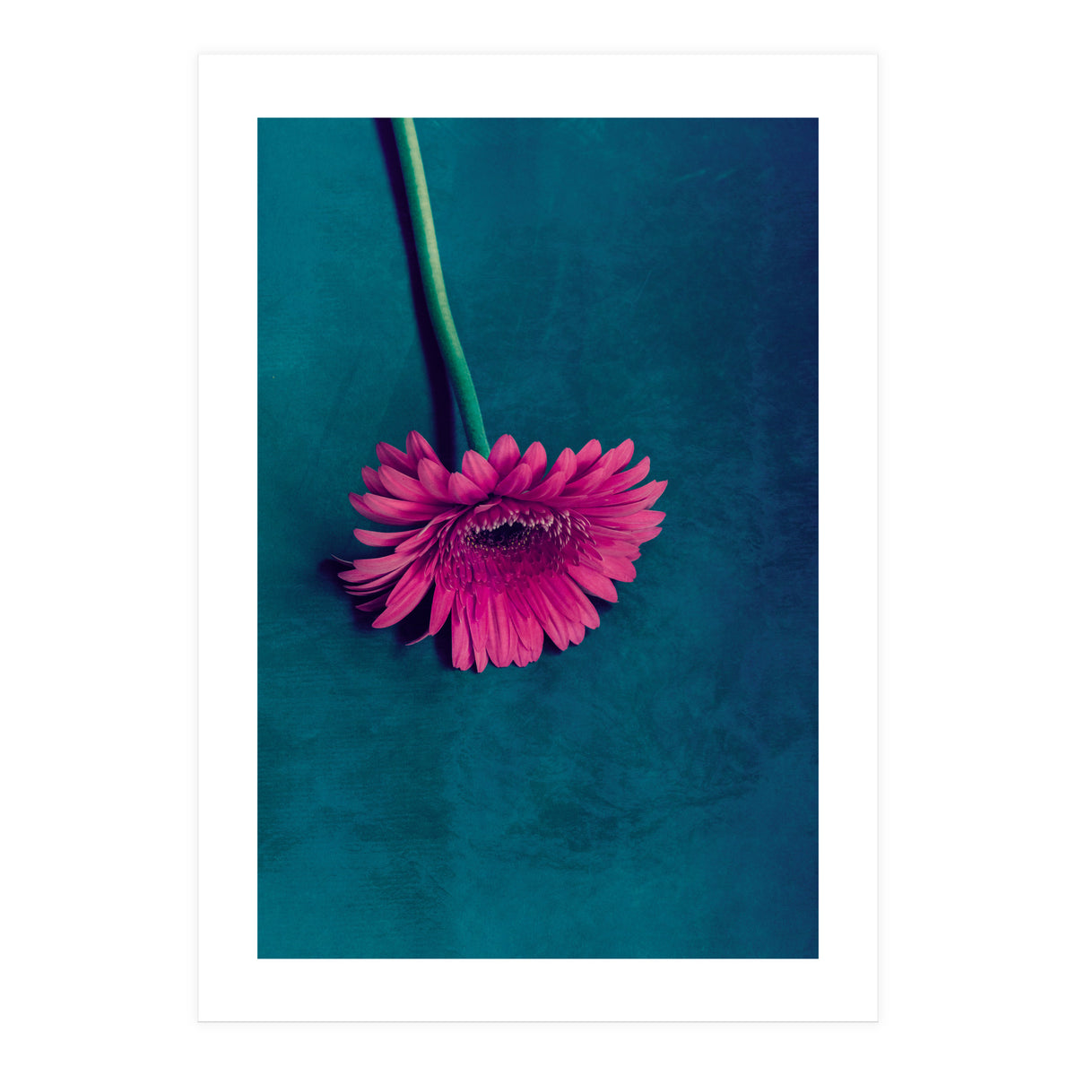 Gerbera for love (Print Only)