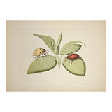 Vintage Ladybirds Illustration (Print Only) thumbnail