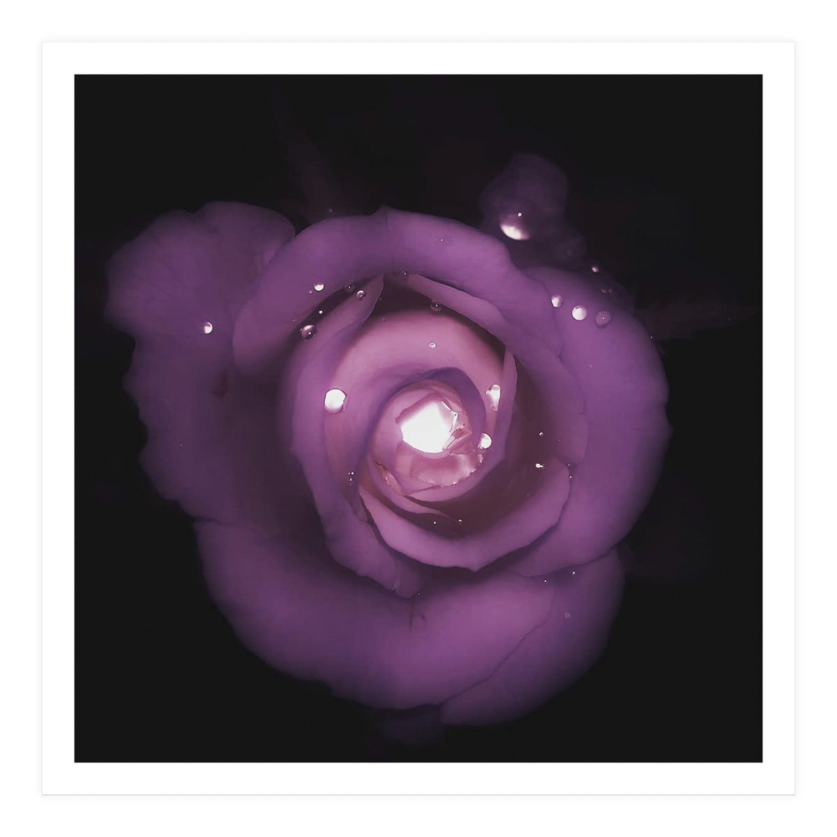 Glittering Rose (Print Only)