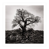 Gnarled Tree (Print Only) thumbnail