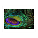 Peacock feather (Print Only) thumbnail