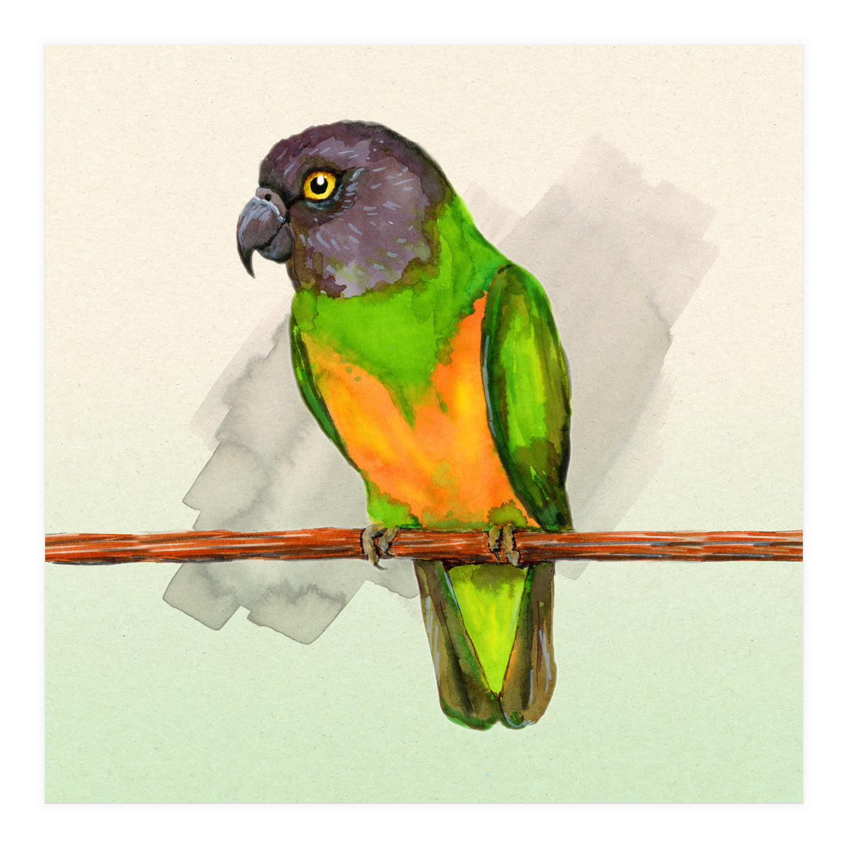 Senegal parrot watercolor (Print Only)