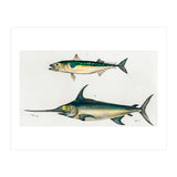 Different types of fishes illustrated  (Print Only) thumbnail
