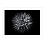 Backyard Flowers In Black And White 20 Flow Version (Print Only) thumbnail