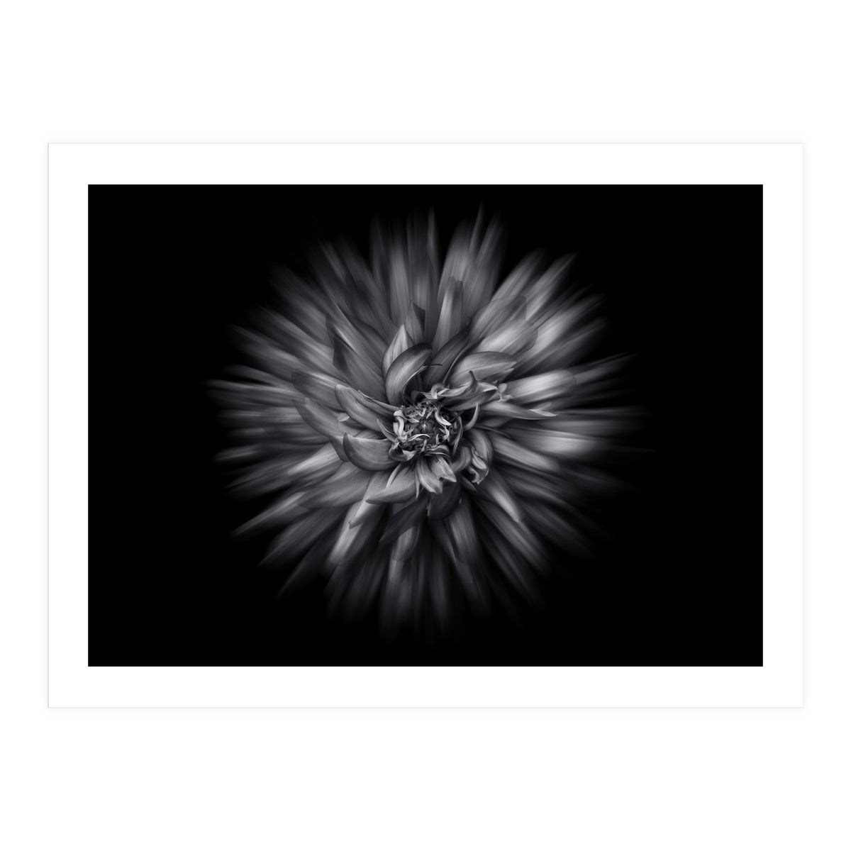 Backyard Flowers In Black And White 20 Flow Version (Print Only)